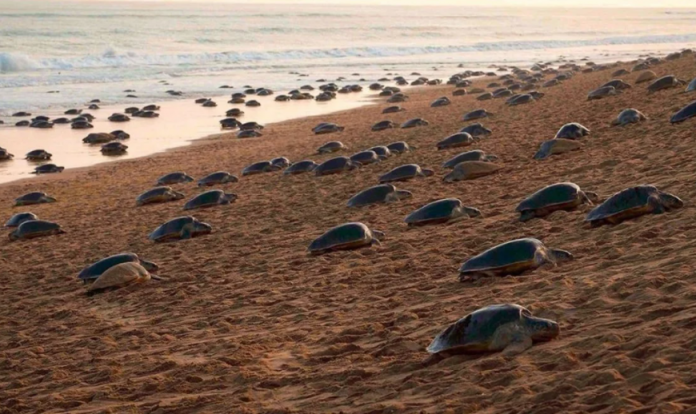 Miles de tortugas marinas invadieron una playa de la India