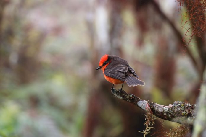 6 pichones de pájaro brujo en peligro de extinción, nacieron en Galápagos