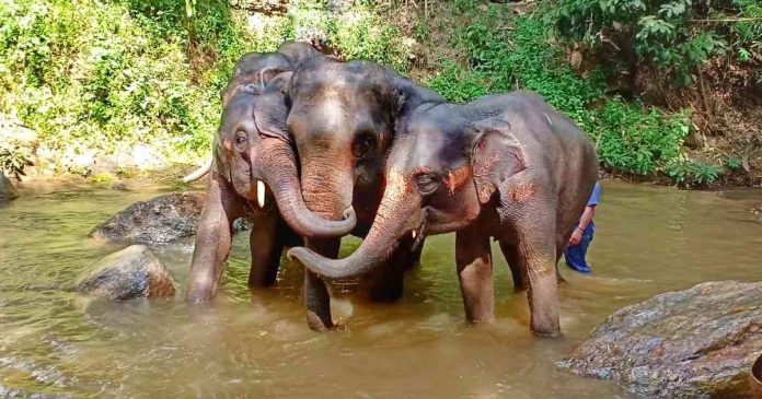 elefantes, Tailandia