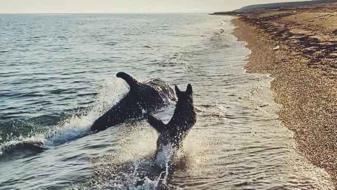 Así fue como un perro y un delfín se divirtieron en la orilla de la playa
