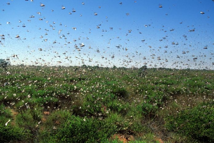 Brasil declaró la emergencia fitosanitaria en dos estados ante la posible llegada de una plaga de langostas