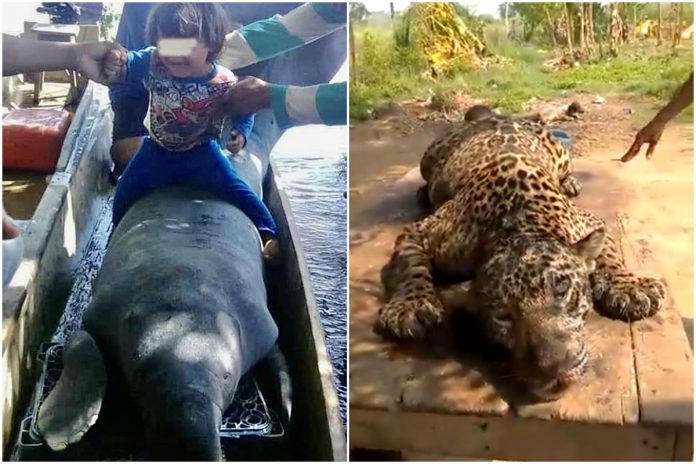 Animales en peligro de extinción, jaguar y manatí