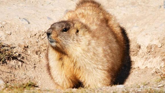 Un adolescente murió de peste bubónica después de comer carne de marmota en Mongolia