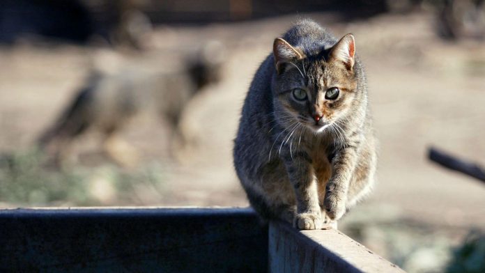 Descubren un peligroso parásito que vive en gatos y ya infectó a un tercio de la humanidad