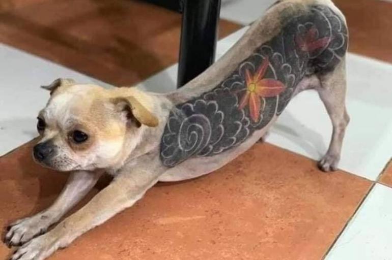 Tatuar mascotas