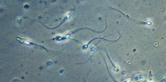 La sorprendente forma en que realmente nadan los espermatozoides