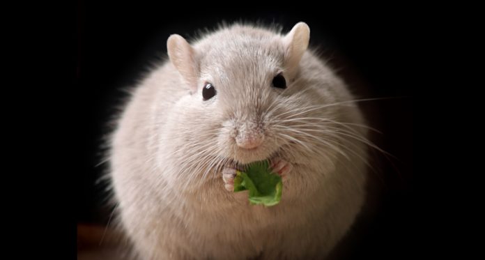 La estimulación temprana da a los ratones beneficios de por vida