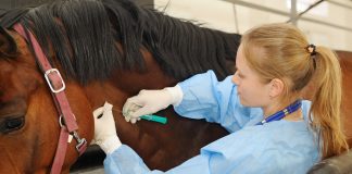 Brasil patentó un suero equino para el tratamiento del nuevo coronavirus