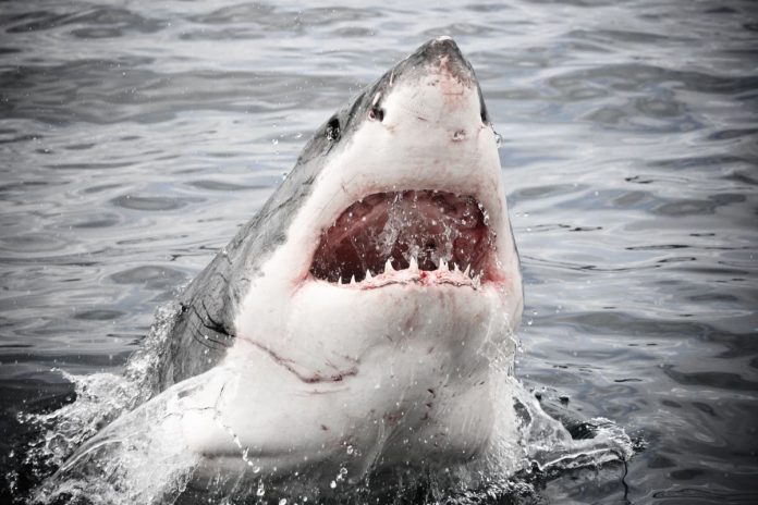 Tiburón hirió de gravedad a buzo en los Cayos de Florida