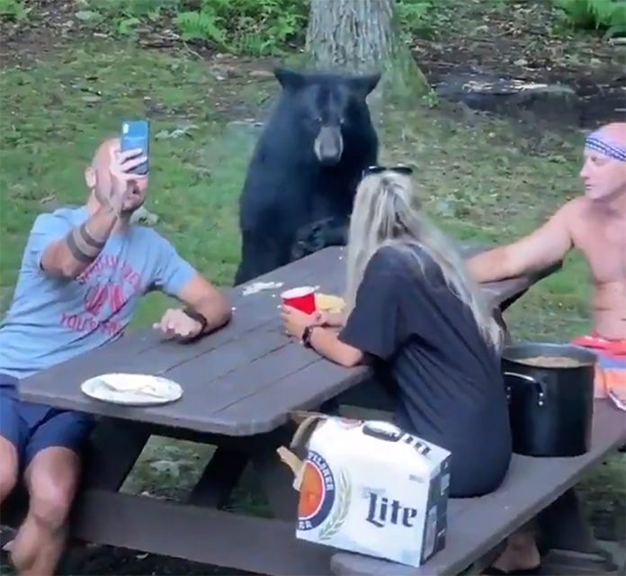 oso, picnic