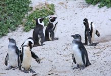 pingüinos, Paraguaná, Bolders Beach