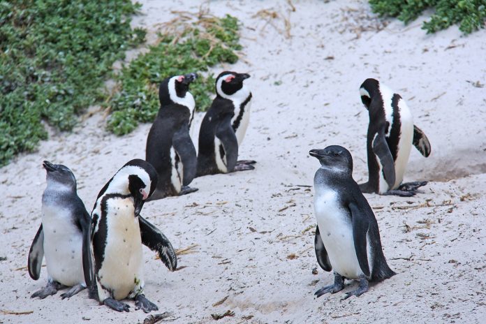 pingüinos, Paraguaná, Bolders Beach