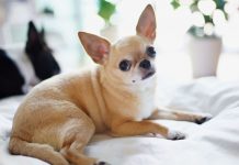 razas de perros más propensas a enfermedades respiratorias