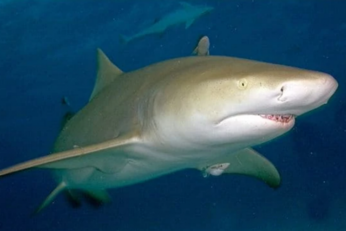 Un tiburón atacó a un surfista y lo arrastró bajo el agua