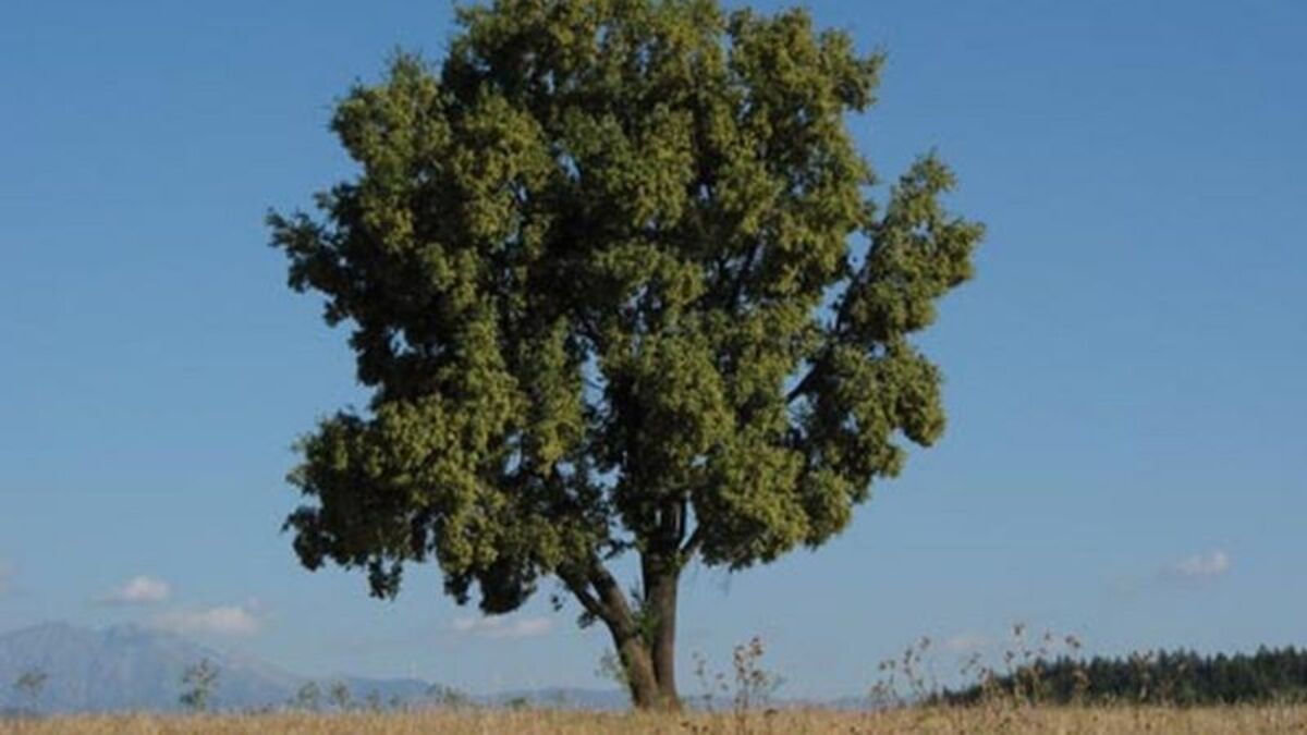 árbol mapuche