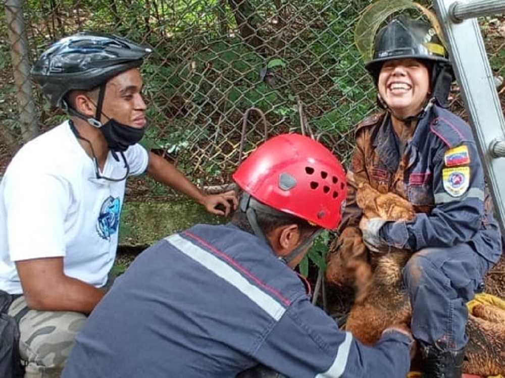 Bomberos de la UCV rescataron a un perro que cayó en un agujero