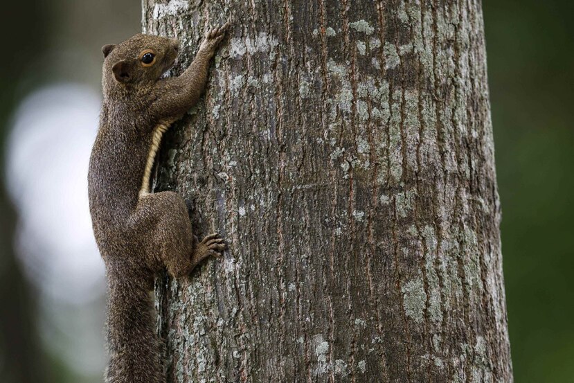 Una ardilla provocó un apagón en Carolina del Sur