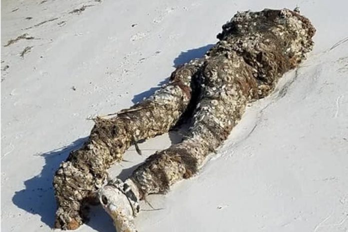 Terror en la playa: encontraron un cuerpo decapitado pero detrás había una insólita sorpresa