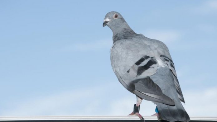 En Francia encontraron un mensaje militar de más de 100 años perdido por una paloma mensajera