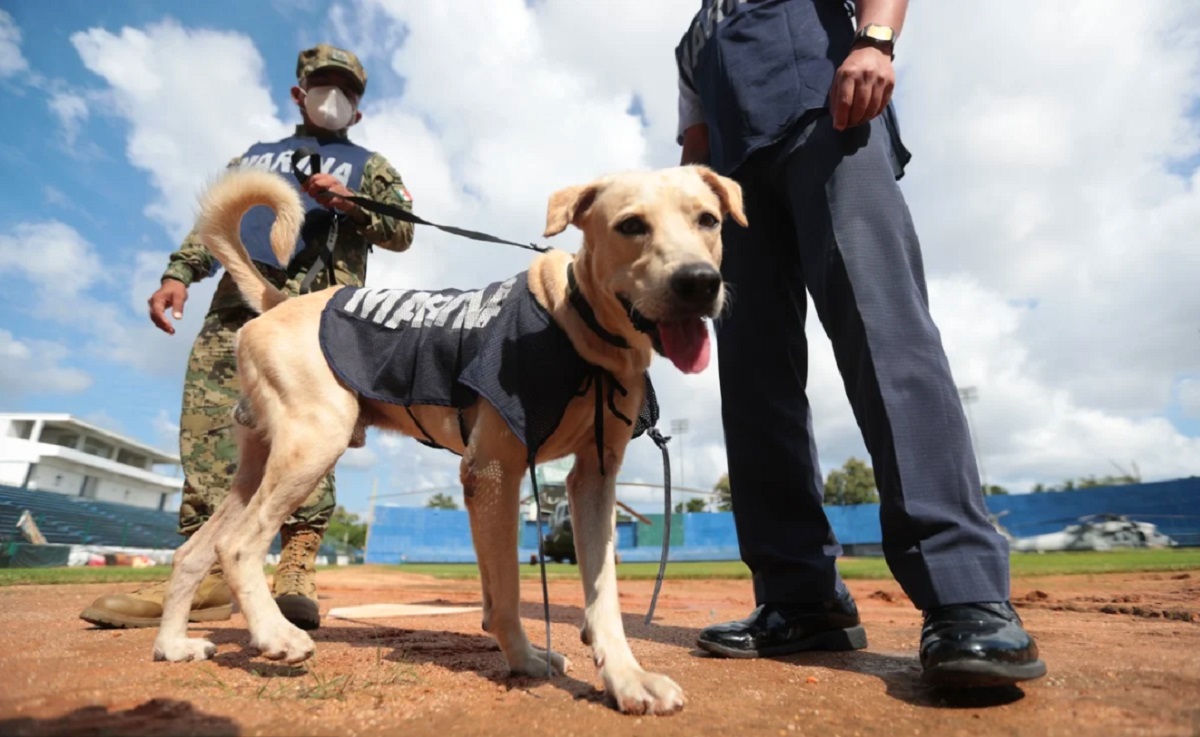 Marina mexicana adoptó a perro atrapado en inundaciones y lo entrenará como rescatista