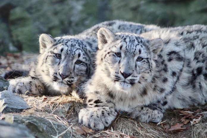 EE UU reportó el primer positivo de covid-19 de un leopardo de las nieves