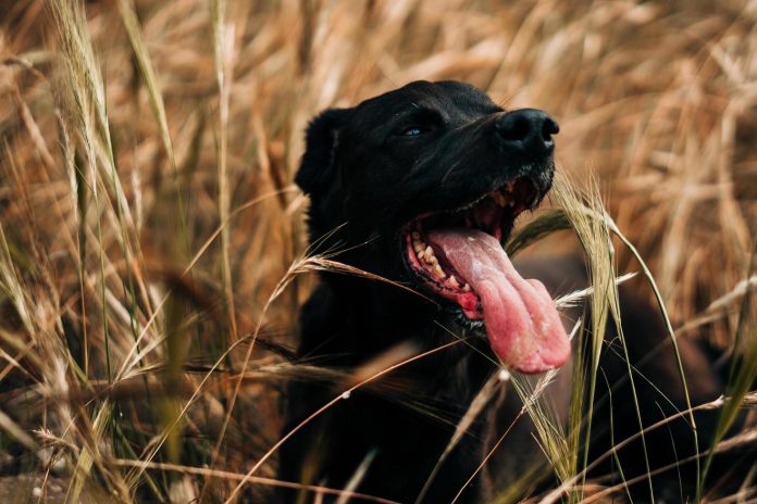 Perros se convierten en cazadores con éxito de pitones birmanas en Florida