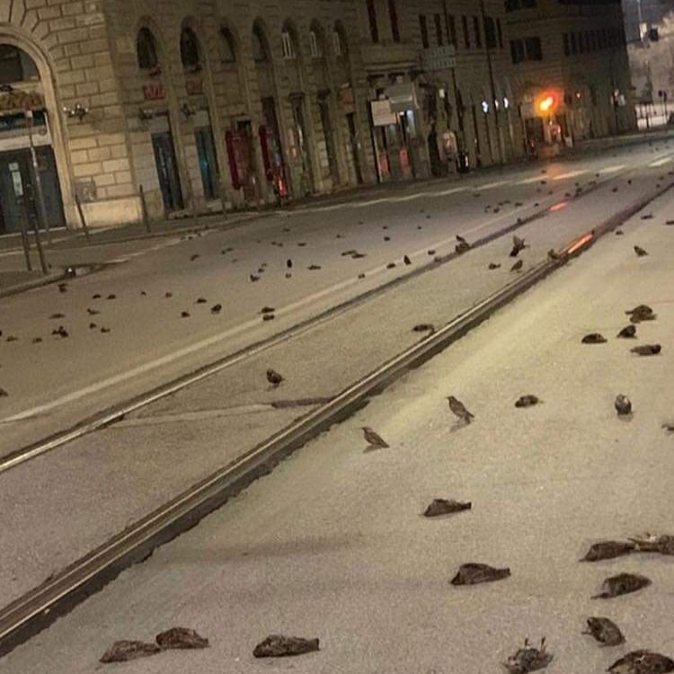 Centro de Roma amaneció repleto de pájaros muertos por fuegos artificiales