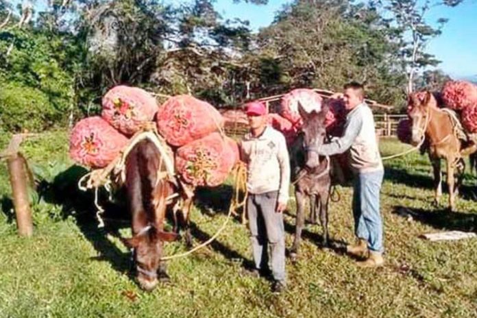 Productores transportan cosechas en mulas obligados por la escasez de combustible