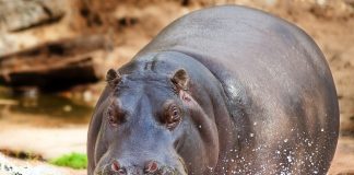 hipopótamos Pablo Escobar