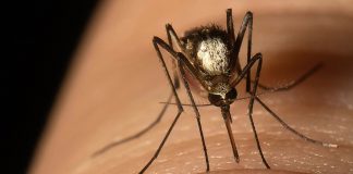 Especie foránea de mosquitos está ya establecida en Florida-la fiebre amarilla