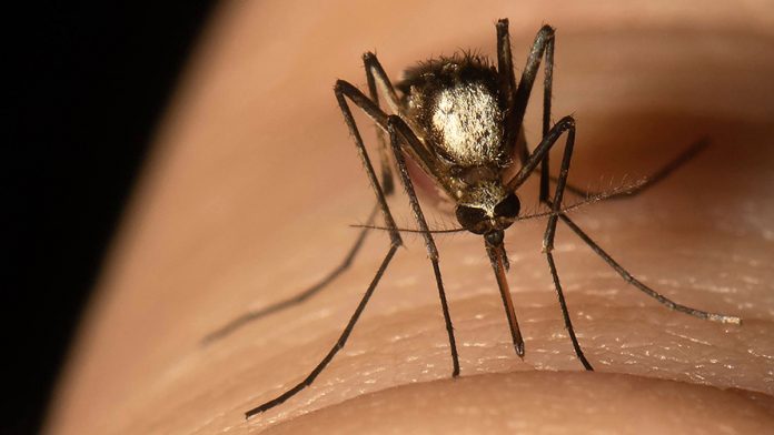 Especie foránea de mosquitos está ya establecida en Florida-la fiebre amarilla