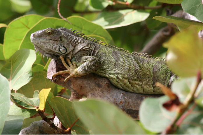 Alertan en Miami sobre caída de iguanas de los árboles por bajas temperaturas