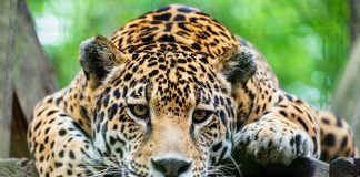 Un jaguar mató a otro tras terrible error en zoológico de Florida