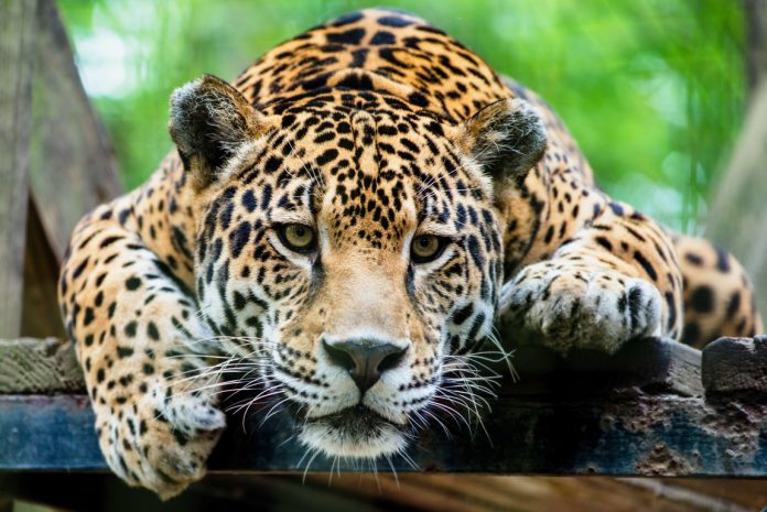 Un jaguar mató a otro tras terrible error en zoológico de Florida