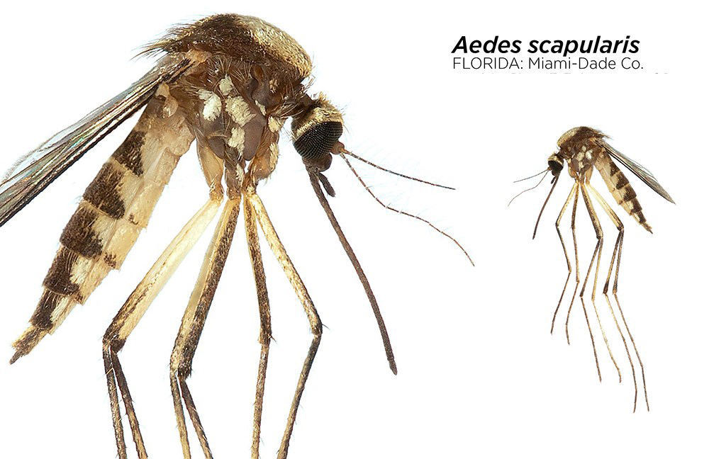 aedes-scapularis-mosquito