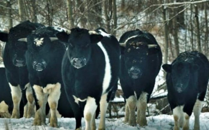 vacas Chernóbil