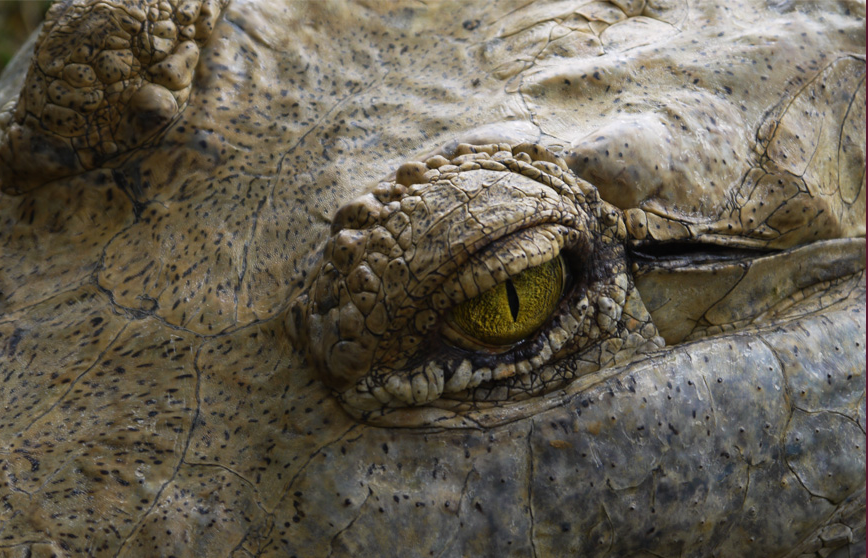 Tras la pista de la leyenda del llano, una opción de turismo sustentable:  caimán del Orinoco, el crocodylus intermedius
