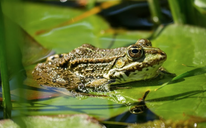 Alertan en Florida de una rana invasora que pone en riesgo el ecosistema