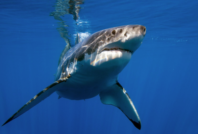 tiburones Un tiburón mordió a una mujer de 64 años de edad en una playa de Florida