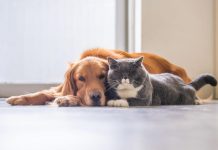 microchip para perros y gatos