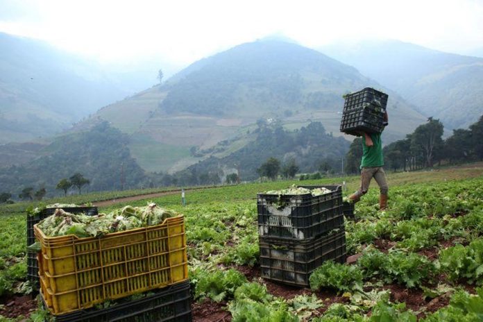 sector agropecuario Productores en Lara utilizan sus cosechas como método de pago