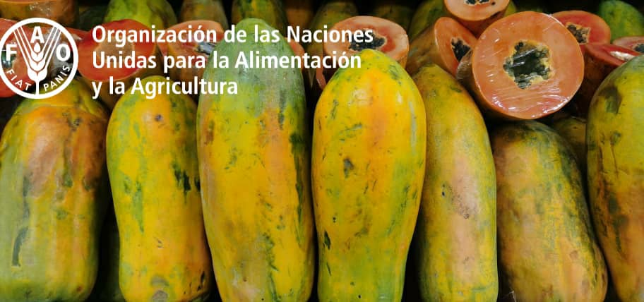 La FAO, el FIDA y el WFP crean alianza para la Cumbre sobre los Sistemas Alimentarios de Naciones Unidas 