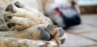 Perros, envenenamiento en Carabobo. Foto: Cortesía