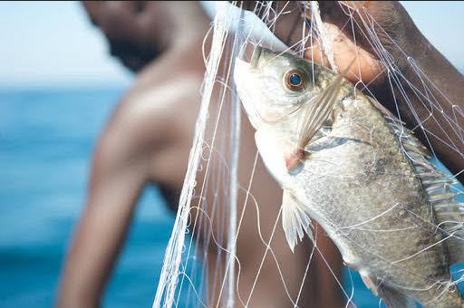 Informe de la FAO: La producción mundial de la pesca y la acuicultura alcanza un nuevo máximo histórico