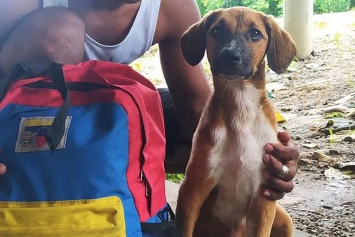 La historia de un joven que caminó 60 días con su perrita de regreso a Venezuela