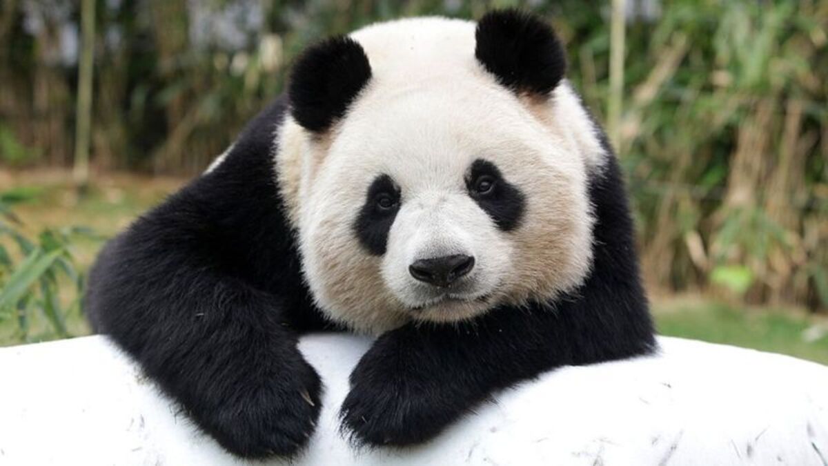 El panda gigante deja de estar en peligro de extinción: ¿cómo hizo China para lograr salvar su «tesoro nacional»?