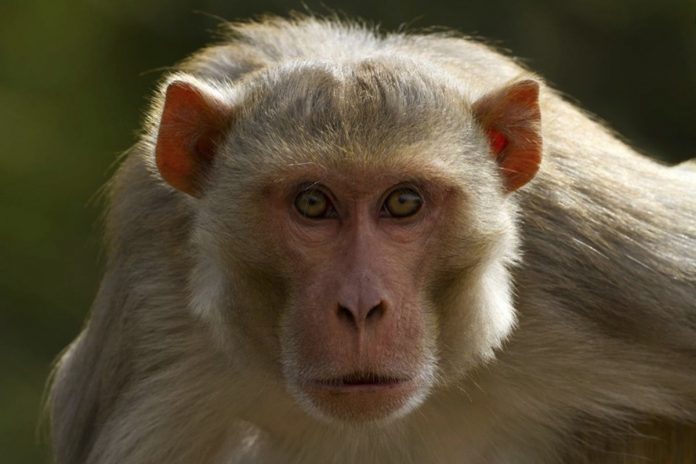 Murió primer humano en China por un raro virus que transmiten los monos