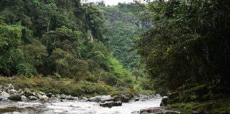 Identificaron a la venezolana hallada muerta en el río Magdalena de Colombia