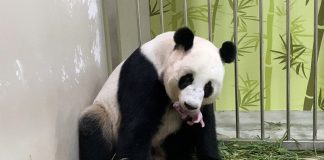 Zoológico de Singapur cría el primer cachorro de panda