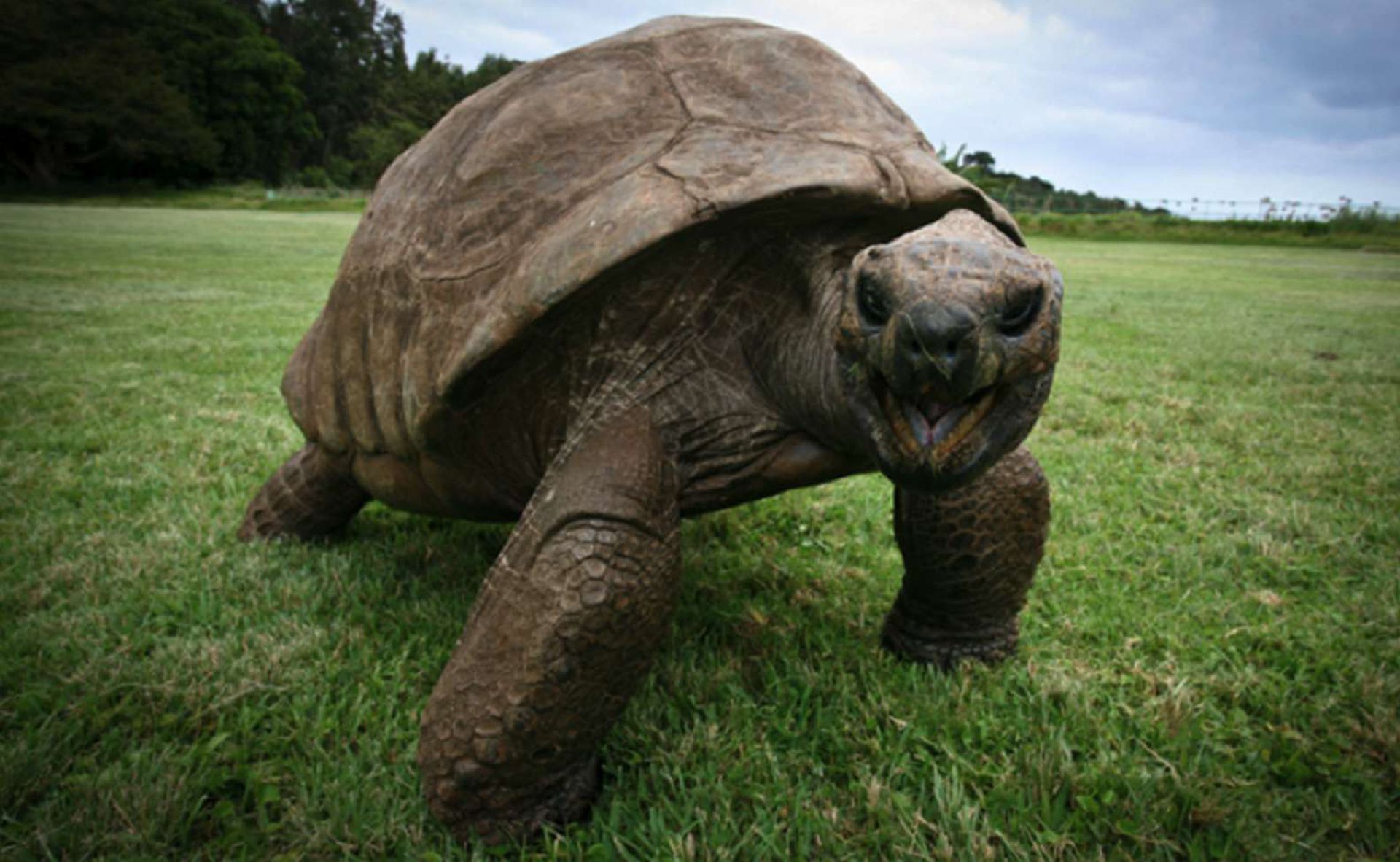 Книга рекордов природы рептилий самый. Самая Старая черепаха Джонатан. Гигантская черепаха Джонатан. Джонатан, гигантская сейшельская черепаха,. Самая Старая черепаха в мире 529 лет.